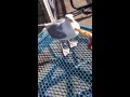 Hand Feeding A Hungry Seagull In Seattle