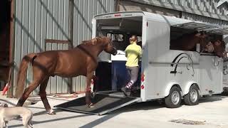 Cheval Liberte 4 Horse Trailer | Maxi4