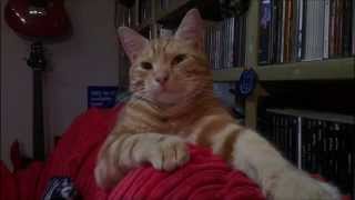 Robert Calvert   Cats