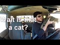100 Hilarious Cats! | CatNips