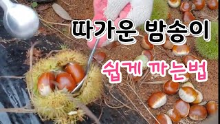 밤송이 쉽게 까는법 이것만 있으면
