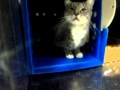 STEVIE Blue Tabby Neutered Tuxedo Boy Sweet Head Butting Very Social And Playful