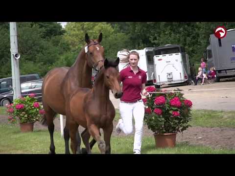 Impressionen  | Holsteiner Pferdetage 2017