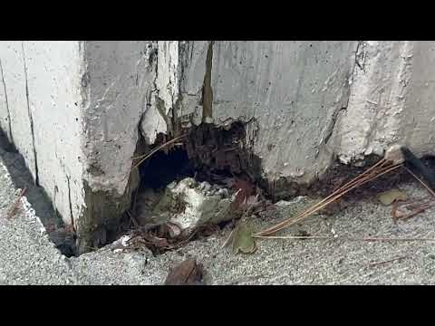 Damaged Area of Home Allows Mice To Invade...