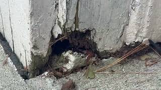 Watch video: Damaged Area of Home Allows Mice To Invade It in Sayreville, NJ