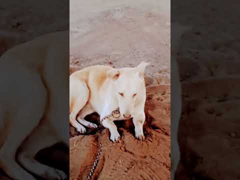 My dog #shorts #viral #youtubeshorts #dog #dogs #trending #desi #short #tranding #pitbull #new #like