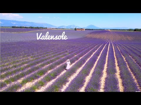 [4K]🇫🇷Valensole, Provence :Lavender & Sunflower Fields,Town of Valensole, Provence Farm Stay💜 2023
