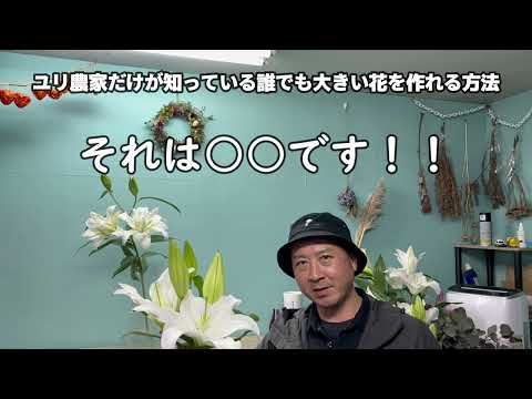 プレーリーユリ、カマシア