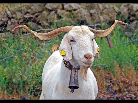 , title : '💚 La cabra BLANCA CELTIBÉRICA del Maestrazgo. Castellón 🐐🐐🐐🐐'