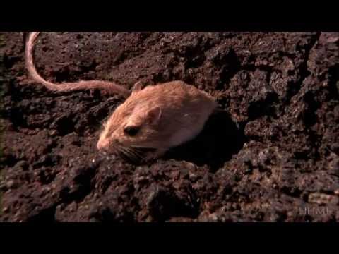 HHMI's Natural Selection Video in HD