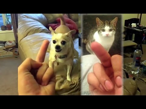 Cats and Dogs Really Hate Being Flipped Off - Dog and Cat Reaction