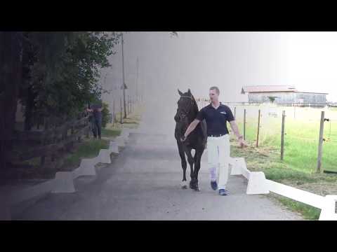 BENNETON BOY 3j. dunkelbrauner Hengst v. Benneton S - Sweet Dream SF