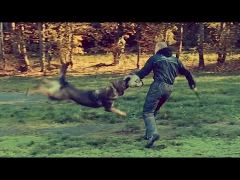 Perseus od Hradčanského rybníka - 11 months protection