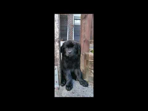 Newfoundland Grow Up