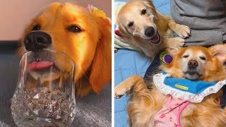 FUNNY AND CUTE GOLDEN RETRIEVERS