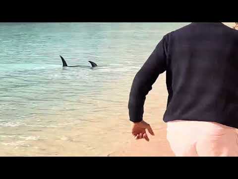 Wow !! Swordfish at amadores beach Gran Canaria