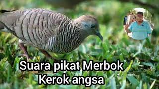 Download lagu Suara Merbok kerok angsa mp3 Download lagu Suara Merbok kerok angsa mp3