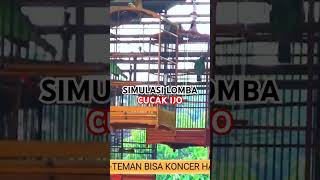 Download lagu simulasi lomba cucak ijo#cucakijofighter #simulasilombacucakijo #cucakijogacor #cucakijo #cucakhijau mp3