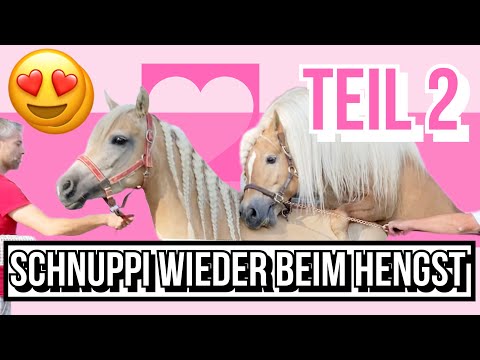 Schnuppi wieder beim Hengst | nimmt sie diesmal auf?