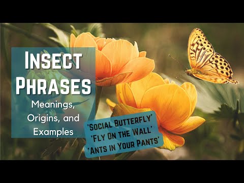 Insect Idioms - Idioms and Phrases with Meanings - Idiom Origins - History - English Idioms - ESL