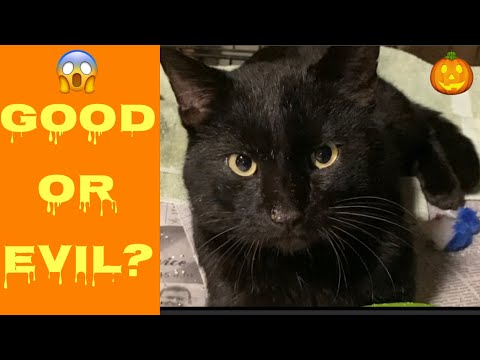Why are black cats bad luck?