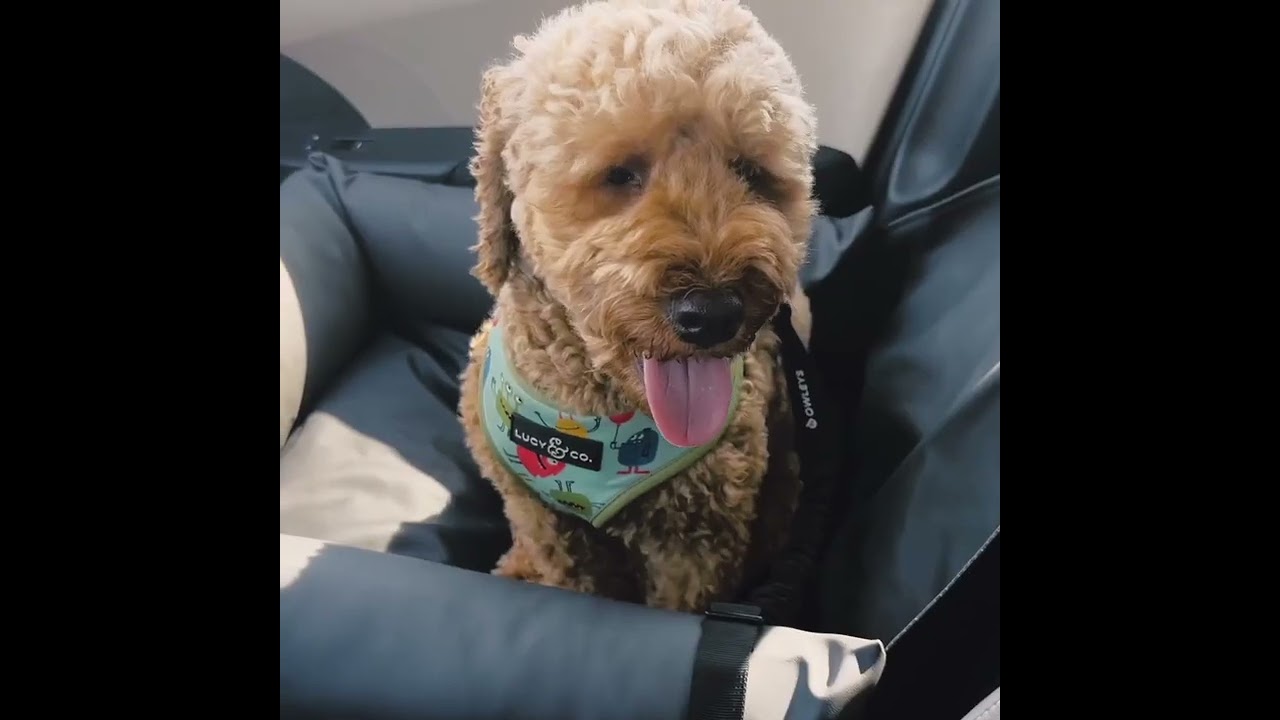 Watch the Dog Car Seat Belt | “Clipper” product video
