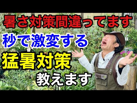 【これなら枯れない】誰でもできる植物の猛暑対策教えます        【カーメン君】【園芸】【ガーデニング】【初心者】                