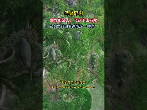 真是搞不懂！为何这些鸟类都跑到同一棵树上筑巢呢？