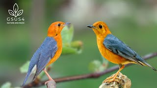 Download lagu Birds Singing – Beautiful Bird Sounds Help Relax, Study and Concentrate - Relaxing Nature Sounds mp3