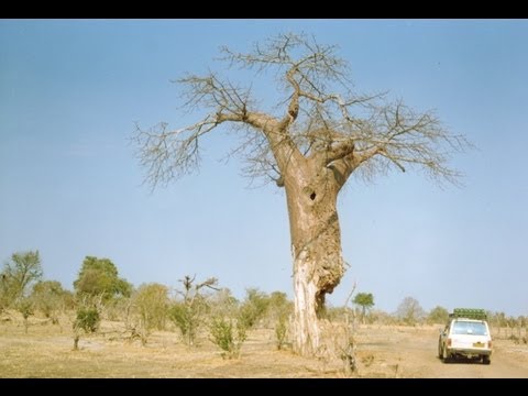 Zimbabwe Travel Guide