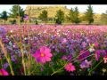 DOLLY  PARTON   Wild flowers.wmv