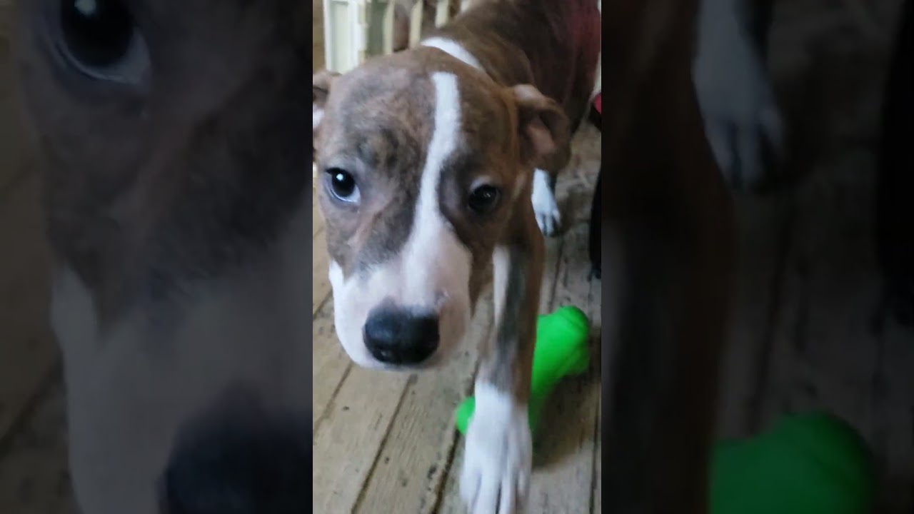 Enlarge Brinkey, an adopted mixed breed in Detroit, MI video 5/6