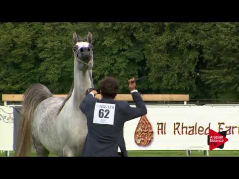 N.62 NADEEM EL ARAB - Chantilly 2017 World Cup - 3 Years Old Colts (Class 8)