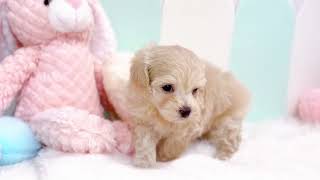 ハーフ犬の動画01