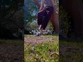 Out Of Rp Flying Tutorial Fairyroleplay Fairytok Fairy Flying Fantasyrp Tutorial Tutorials