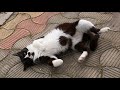 Tuxedo Cat Performs To Impress Me Is So Cute