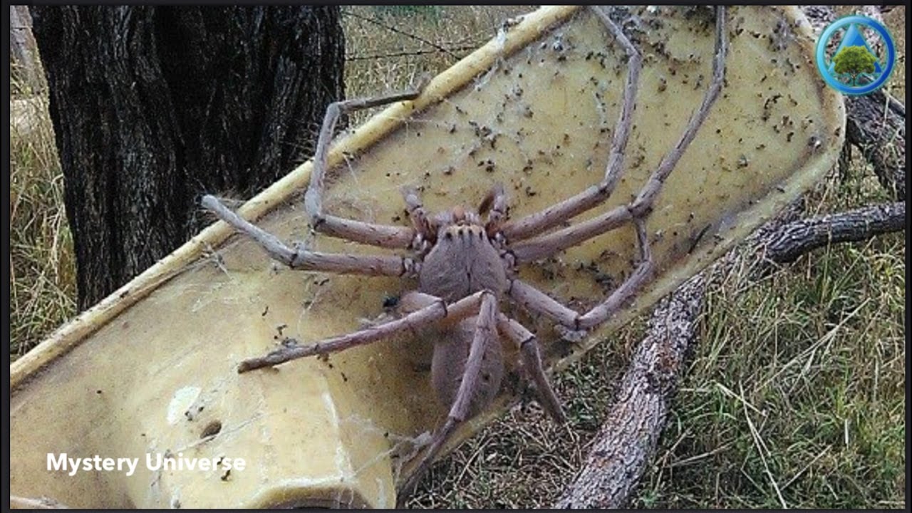 Is this the biggest huntsman spider ever photographed?