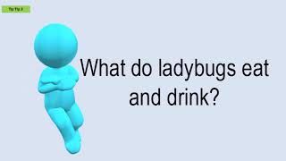 What Do Ladybugs Eat And Drink?