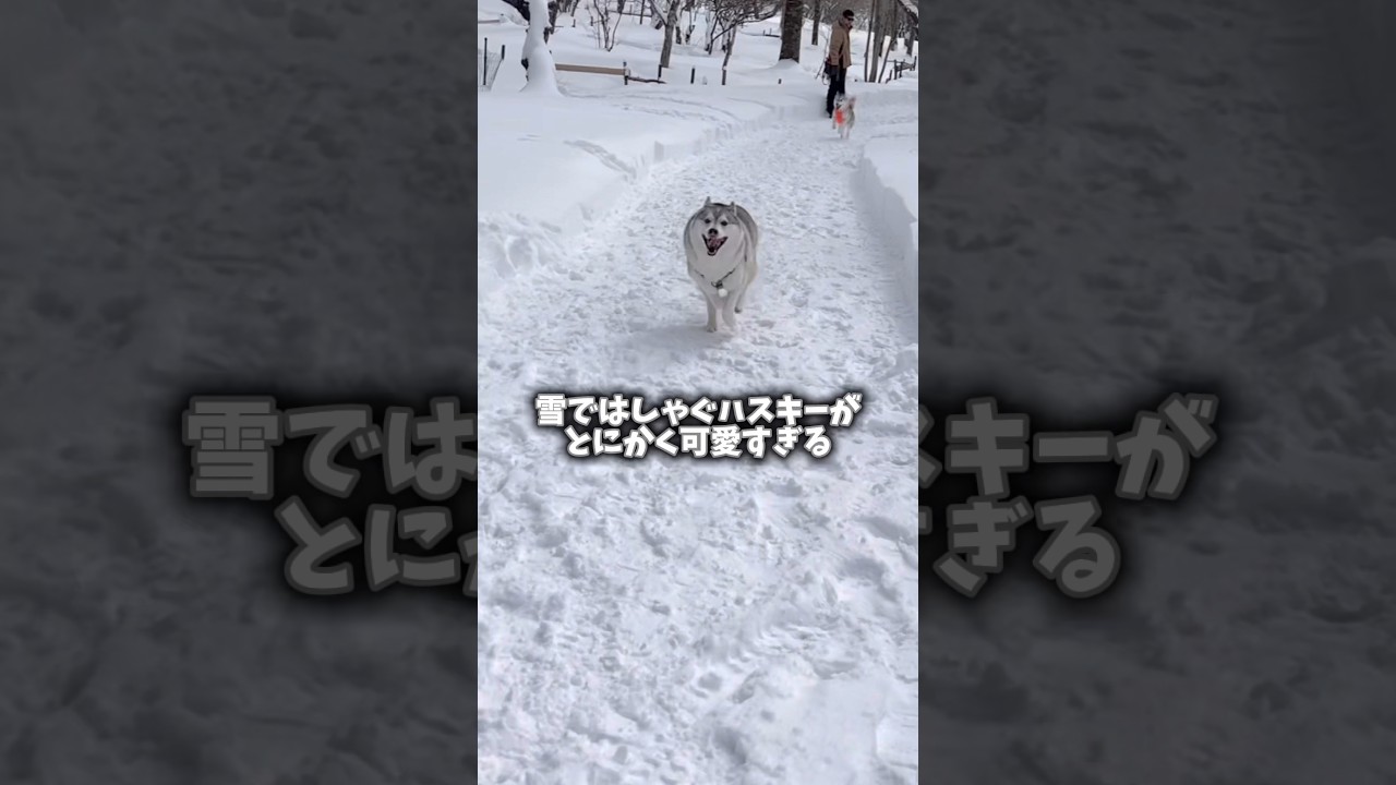 雪国の犬ハスキーでも苦戦する雪遊びが可愛すぎたwww