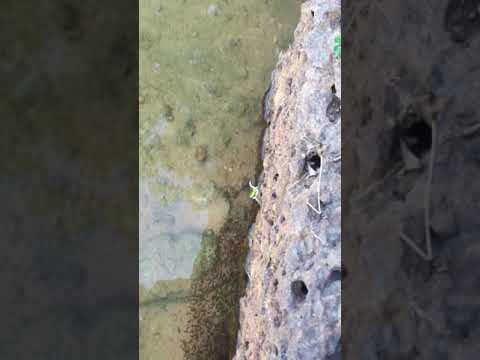 Mother fish take care her baby fish 🐟  🐟