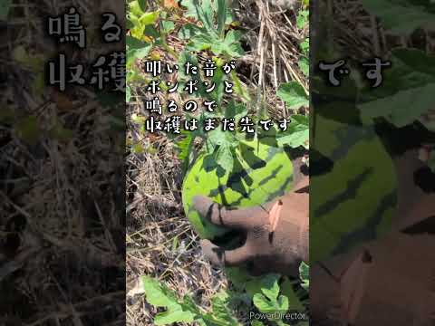 子どもたちと一緒に植える種は何ですか？あなただけのトップ 3!  庭園