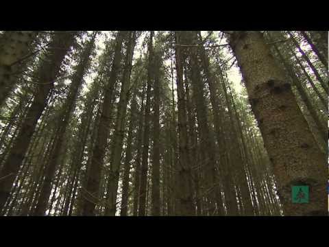 2) Waldpflege die sich rechnet.