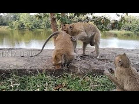Funny monkeys will make you laugh hard Funny and cute compilation Must watch!