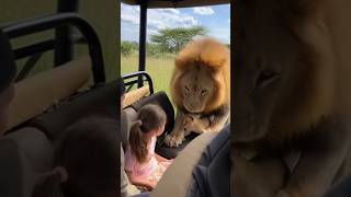 Unbelievable Scene: Male Lion Gives His Cub to Humans to Avoid Being a Dad! 😱🦁