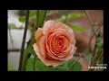 Spring the four seasons vivaldi
