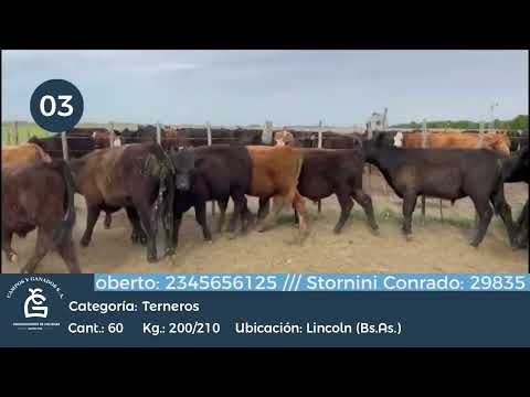 Lote Machos - Lincoln Bs As
