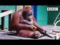 Orangutan Saws A Tree Spy In The Wild BBC