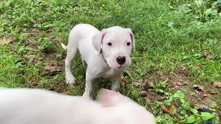 Mata Dogo Argentino a week in the Cabin