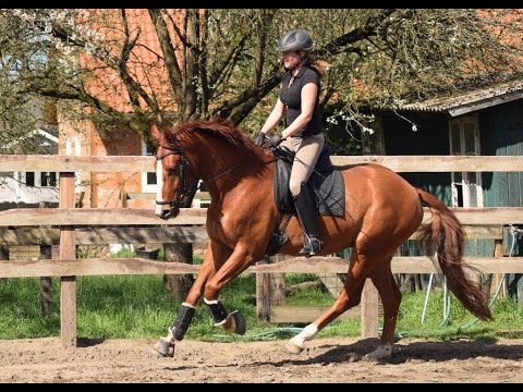 4 jähriger Wallach von Fürsten Look - Soliman de Hus - Eiger I