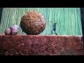 Sesame Street Dung Beetle Exercise